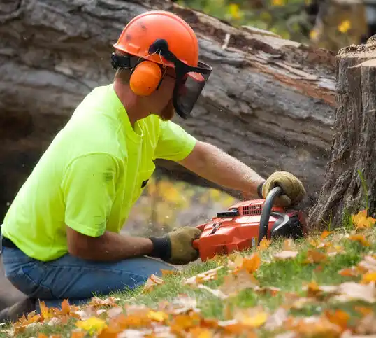 tree services Califon